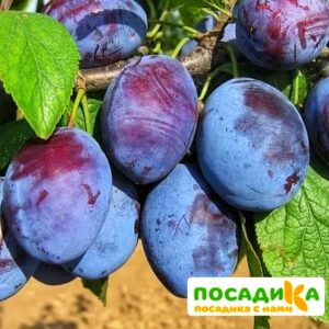 Слива Чачакская ранняя купить по цене от 229.00р. в интернет-магазине «Посадика» с доставкой почтой в в Краснодаре и по всей России – [изображение №1].