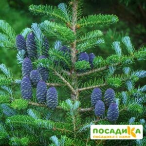 Пихта корейская (Abies koreana) купить по цене от 450.00р. в интернет-магазине «Посадика» с доставкой почтой в в Краснодаре и по всей России – [изображение №1].