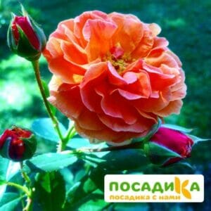 Роза Арабия купить по цене от 350.00р. в интернет-магазине «Посадика» с доставкой почтой в в Краснодаре и по всей России – [изображение №1].