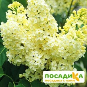 Сирень Примроуз (Primrose) купить по цене от 529.00р. в интернет-магазине «Посадика» с доставкой почтой в в Краснодаре и по всей России – [изображение №1].