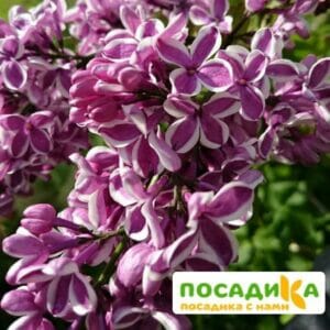 Сирень Сенсация купить по цене от 529.00р. в интернет-магазине «Посадика» с доставкой почтой в в Краснодаре и по всей России – [изображение №1].