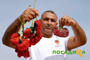 Клубника Гигант Джорнея купить по цене от 266р. в интернет-магазине «Посадика» с доставкой почтой в в Краснодаре и по всей России – [изображение №1].