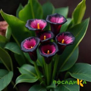 Калла Аура Лейс купить по цене от 400р. в интернет-магазине «Посадика» с доставкой почтой в в Краснодаре и по всей России – [изображение №1].