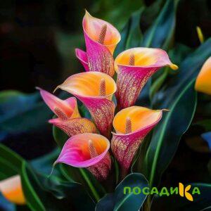 Калла Оникс купить по цене от 450р. в интернет-магазине «Посадика» с доставкой почтой в в Краснодаре и по всей России – [изображение №1].