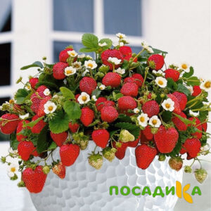 Клубника Рубиновый Шепот (горшечная) купить по цене от 240р. в интернет-магазине «Посадика» с доставкой почтой в в Краснодаре и по всей России – [изображение №1].