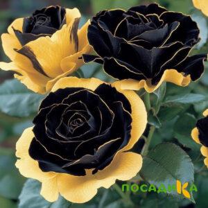 Роза Ханни Сикл купить по цене от 700р. в интернет-магазине «Посадика» с доставкой почтой в в Краснодаре и по всей России – [изображение №1].