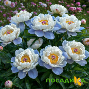 Пион акварельный Этюд купить по цене от 806р. в интернет-магазине «Посадика» с доставкой почтой в в Краснодаре и по всей России – [изображение №1].