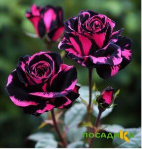 Роза Багровый Шепот купить по цене от 366р. в интернет-магазине «Посадика» с доставкой почтой в в Краснодаре и по всей России – [изображение №1].
