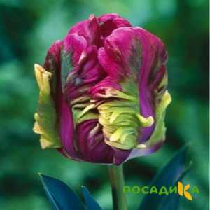 Тюльпан Экзотик Хэвен купить по цене от 186р. в интернет-магазине «Посадика» с доставкой почтой в в Краснодаре и по всей России – [изображение №1].