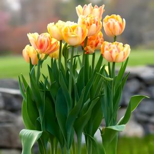 Тюльпан Верона Санрайз купить по цене от 280р. в интернет-магазине «Посадика» с доставкой почтой в в Краснодаре и по всей России – [изображение №1].