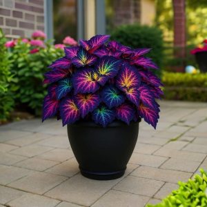 Хоста Фрости Блю купить по цене от 389р. в интернет-магазине «Посадика» с доставкой почтой в в Краснодаре и по всей России – [изображение №1].