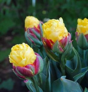 Тюльпан Айс Крим Банана купить по цене от 360р. в интернет-магазине «Посадика» с доставкой почтой в в Краснодаре и по всей России – [изображение №1].