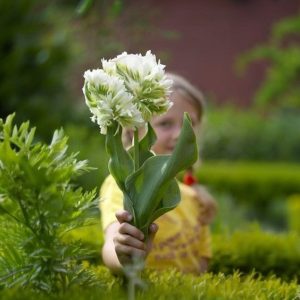 Тюльпан Супер Пэррот купить по цене от 360р. в интернет-магазине «Посадика» с доставкой почтой в в Краснодаре и по всей России – [изображение №1].