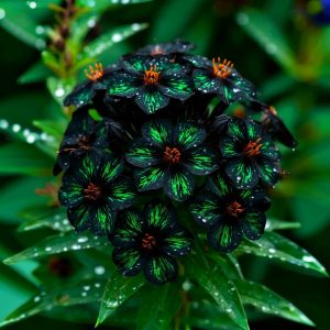 Флокс Ривьера купить по цене от 299р. в интернет-магазине «Посадика» с доставкой почтой в в Краснодаре и по всей России – [изображение №1].