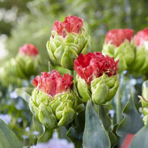 Тюльпан Бычий Глаз купить по цене от 275р. в интернет-магазине «Посадика» с доставкой почтой в в Краснодаре и по всей России – [изображение №1].