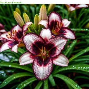 Лилейник Крим Сикл купить по цене от 799р. в интернет-магазине «Посадика» с доставкой почтой в в Краснодаре и по всей России – [изображение №1].