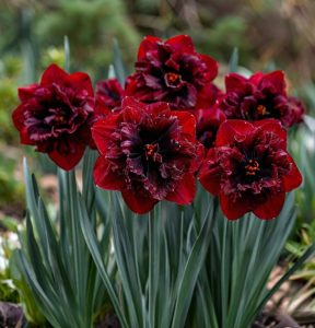 Нарцисс Сапфировый Бриз купить по цене от 3000р. в интернет-магазине «Посадика» с доставкой почтой в в Краснодаре и по всей России – [изображение №1].