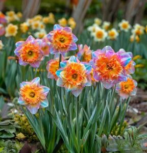 Нарцисс Айвери Дон купить по цене от 3000р. в интернет-магазине «Посадика» с доставкой почтой в в Краснодаре и по всей России – [изображение №1].