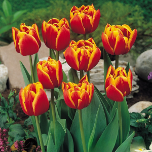 Тюльпан Блэк Фаер купить по цене от 275р. в интернет-магазине «Посадика» с доставкой почтой в в Краснодаре и по всей России – [изображение №1].