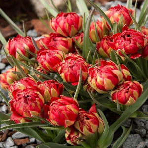 Тюльпан Ап Пинк купить по цене от 390р. в интернет-магазине «Посадика» с доставкой почтой в в Краснодаре и по всей России – [изображение №1].