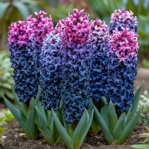 Гиацинт Блю Спринг купить по цене от 2099р. в интернет-магазине «Посадика» с доставкой почтой в в Краснодаре и по всей России – [изображение №1].