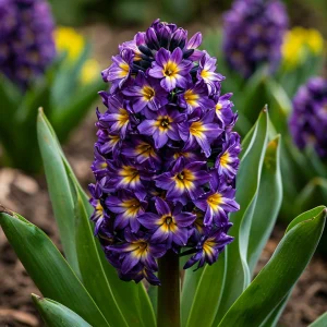 Гиацинт Вельвет Колор купить по цене от 2099р. в интернет-магазине «Посадика» с доставкой почтой в в Краснодаре и по всей России – [изображение №1].