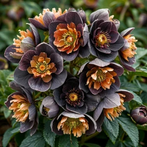 Морозник Блум Айс купить по цене от 499р. в интернет-магазине «Посадика» с доставкой почтой в в Краснодаре и по всей России – [изображение №1].