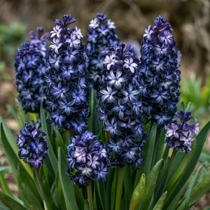 Гиацинт Блум Клауд купить по цене от 2099р. в интернет-магазине «Посадика» с доставкой почтой в в Краснодаре и по всей России – [изображение №1].