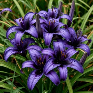 Лилейник Блю Айрис купить по цене от 324р. в интернет-магазине «Посадика» с доставкой почтой в в Краснодаре и по всей России – [изображение №1].