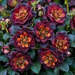 Морозник Сноу Дроп купить по цене от 348р. в интернет-магазине «Посадика» с доставкой почтой в в Краснодаре и по всей России – [изображение №1].