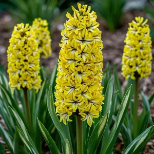 Гиацинт Сансет Голд купить по цене от 2099р. в интернет-магазине «Посадика» с доставкой почтой в в Краснодаре и по всей России – [изображение №1].