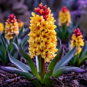 Гиацинт Миднайт Мистери купить по цене от 2099р. в интернет-магазине «Посадика» с доставкой почтой в в Краснодаре и по всей России – [изображение №1].