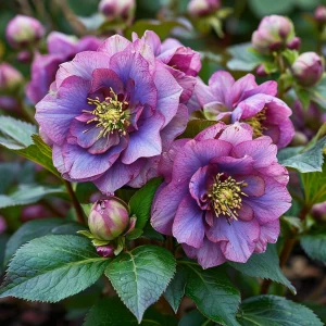 Морозник Айс Принцесс Чарм купить по цене от 650р. в интернет-магазине «Посадика» с доставкой почтой в в Краснодаре и по всей России – [изображение №1].