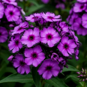 Флокс Клауд Шарм купить по цене от 299р. в интернет-магазине «Посадика» с доставкой почтой в в Краснодаре и по всей России – [изображение №1].