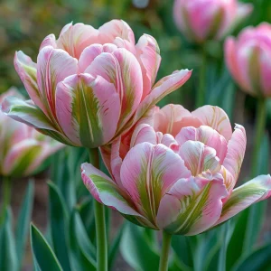 Тюльпан Аврора Принцес купить по цене от 345р. в интернет-магазине «Посадика» с доставкой почтой в в Краснодаре и по всей России – [изображение №1].