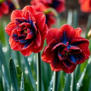 Нарцисс Эрличе купить по цене от 386р. в интернет-магазине «Посадика» с доставкой почтой в в Краснодаре и по всей России – [изображение №1].