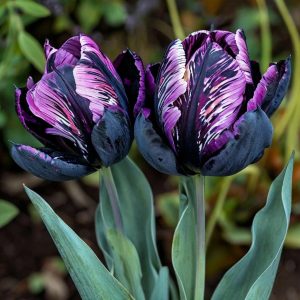 Тюльпан Блэк Каньон купить по цене от 305р. в интернет-магазине «Посадика» с доставкой почтой в в Краснодаре и по всей России – [изображение №1].