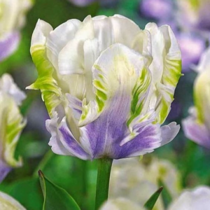 Тюльпан Уайт Лизарт купить по цене от 360р. в интернет-магазине «Посадика» с доставкой почтой в в Краснодаре и по всей России – [изображение №1].