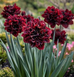 Нарцисс Малиновая Вуаль купить по цене от 3000р. в интернет-магазине «Посадика» с доставкой почтой в в Краснодаре и по всей России – [изображение №1].