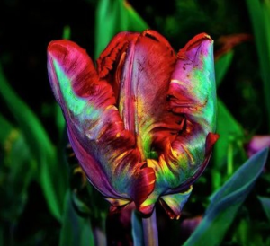 Тюльпан Эирпрайз купить по цене от 270р. в интернет-магазине «Посадика» с доставкой почтой в в Краснодаре и по всей России – [изображение №1].